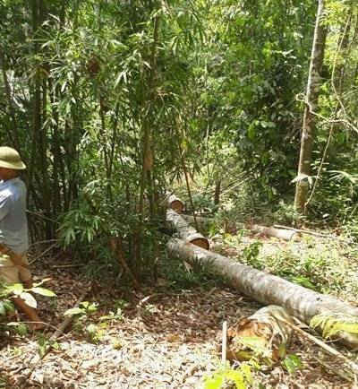 Hàng loạt vụ phá rừng nghiêm trọng xảy ra tại Nghệ An trong thời gian qua