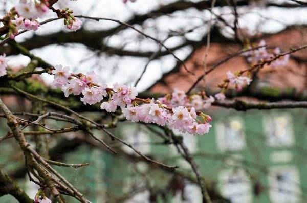 Hoa anh đào nở ở Szczecin, Ba Lan. Ảnh: Marcin Bielecki / EPA