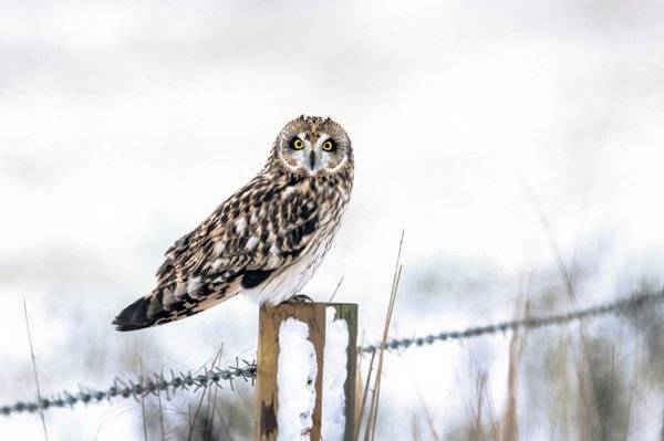 Con cú tai ngắn đang săn mồi trên hàng rào ở Cambridgeshire, Vương quốc Anh. Ảnh: Major Wildlife / Alamy