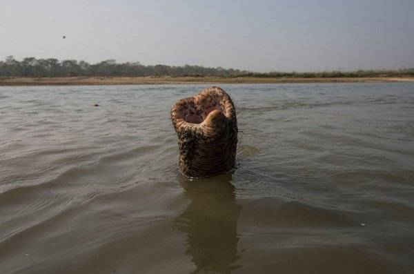 Vòi con voi đang tắm ở sông Rapti tại Vườn Quốc gia Chitwan ở Nepal. Hình ảnh: Narendra Shrestha / EPA