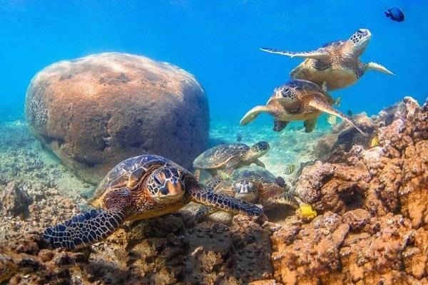 Những con rùa biển xanh Hawaii đang bay trong vùng nước ấm của Thái Bình Dương. Hình ảnh: Shane Myers / Alamy