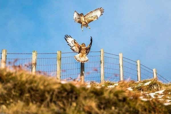 Một đôi chim ó buteo trên những ngọn đồi Selkirk gần Megget ở biên giới Scottish. Hình ảnh: Chris Strickland / Alamy