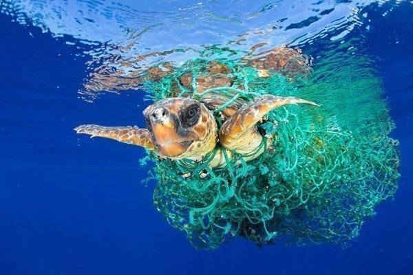 Caretta Caretta Trapped của Francis Perez, hình ảnh đoạt giải nhất cuộc thi World Press Photo về thể loại thiên nhiên. 