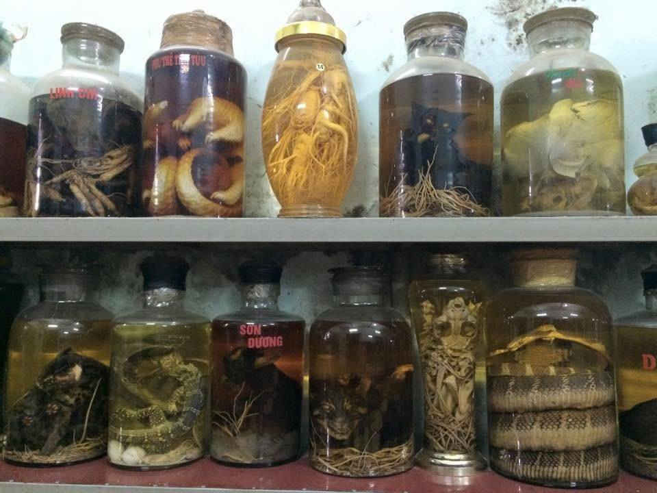 Hàng loạt các mẫu động vật hoang dã đang tàng trữ tại nhiều nhà hàng (Ảnh ENV)