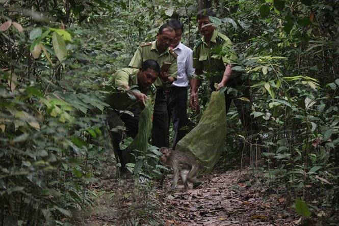 Lực lượng kiểm lâm thả động vật rừng quý hiếm về nơi cư trú tự nhiên