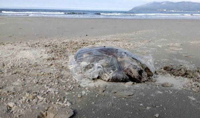Hàng trăm kg thịt thối nằm trong các túi ni lông, thùng xốp trôi dạt vào bờ biển tỉnh Thừa Thiên Huế