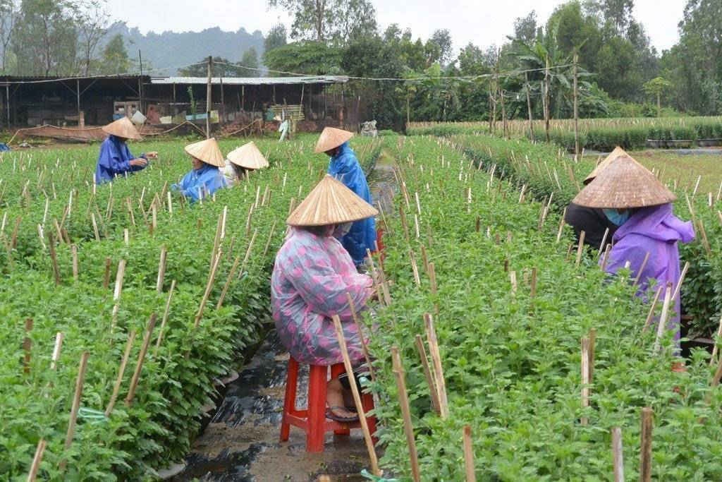 Nhờ được chuyển giao giống và kỹ thuật trồng, nên những vườn hoa Tết tại Đà Nẵng phát triển tốt, không sâu bệnh