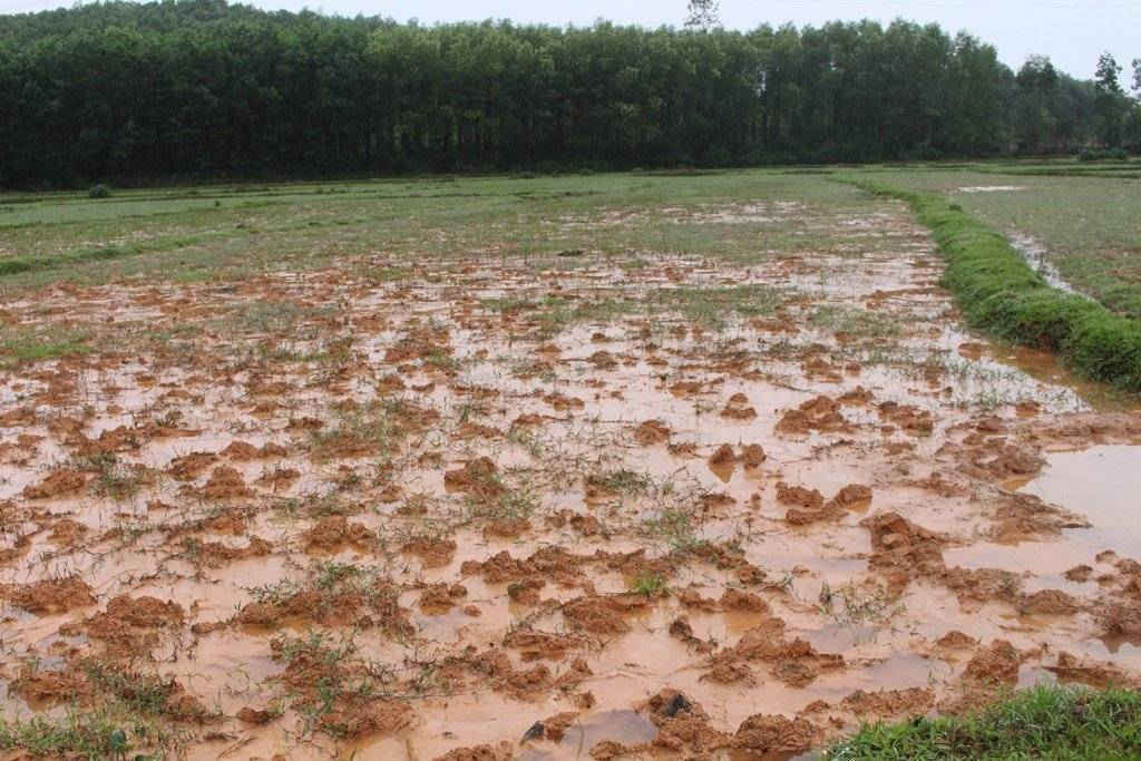 Một số ruộng ở cánh đồng Hóc Tự bị bồi lấp đất sét đỏ
