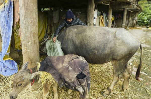 Chủ động tích trữ thức ăn cho vật nuôi trong giá rét, người dân Điện Biên đã dần nâng cao nhận thức trong phòng, chống đói rét cho gia súc trước rét đậm rét hại.