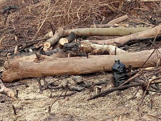 Những kẻ phá rừng mang dầu hỏa lên núi để dùng làm nhiên liệu đốt cây rừng sau khi đã chặt hạ.