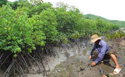 Triển khai thực hiện hoàn thành đúng tiến độ Dự án trồng rừng ngập mặn ven biển các xã Bình Phước, Bình Đông, Bình Dương thuộc huyện Bình Sơn, tỉnh Quảng Ngãi