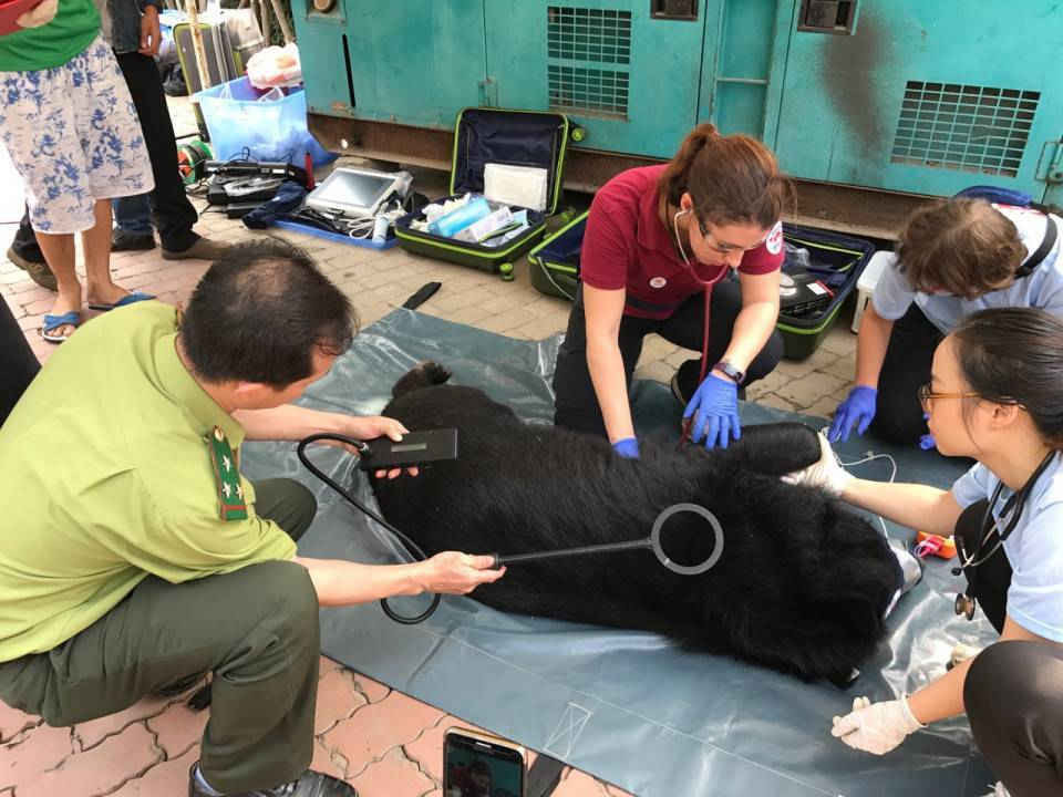 Các cán bộ Four Paws Viet kiểm tra sức khỏe cho gấu 