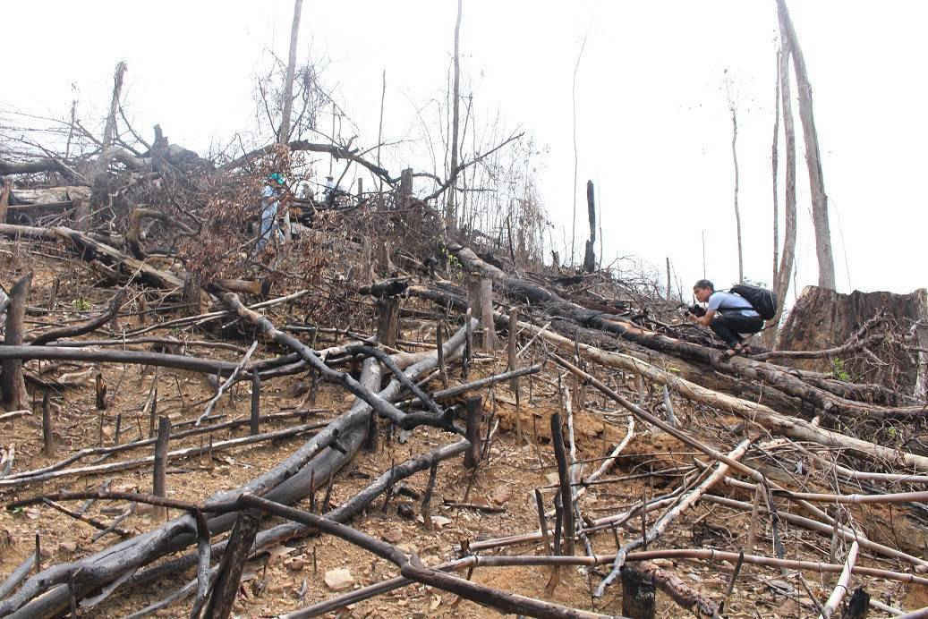 Khu vực nơi xảy ra phá rừng Tiên Lãnh, huyện Tiên Phước