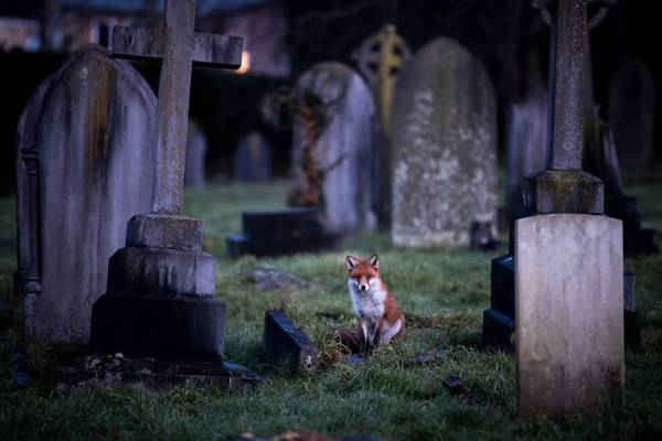 Con cáo ngồi trong nghĩa địa lúc hoàng hôn ở Bath, Anh Quốc. Hình ảnh: Matt Cardy/Getty Images