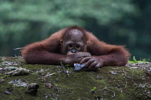 Con đười ươi ăn một chai nhựa do du khách ném vào khu đất có rào vây quanh tại Vườn thú Jakarta, Indonesia. Ảnh: Afriadi Hikmal/Barcroft Images