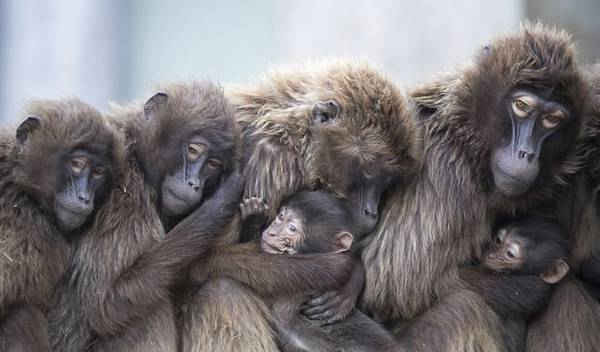 Những con khỉ đầu chó Gelada âu yếm khỉ con để giữ ấm tại sở thú Wilhelma ở Stuttgart, Đức. Hình ảnh: Sebastian Gollnow / AP