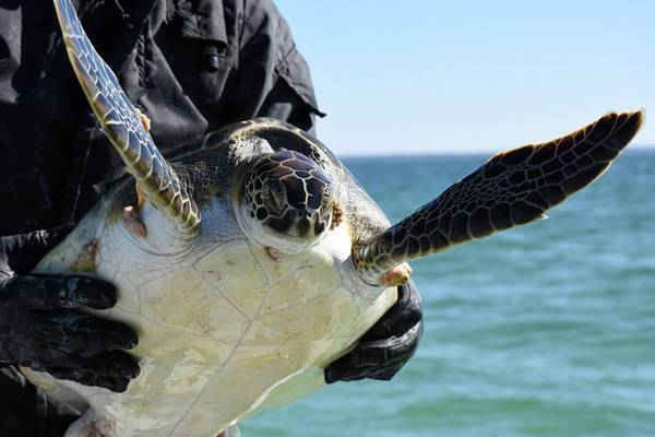 Một con rùa bị choáng do lạnh được giải thoát sau thời tiết rất giá lạnh trên Bán đảo St Joseph, Florida, Mỹ. Ảnh: Truyền thông xã hội / Reuters