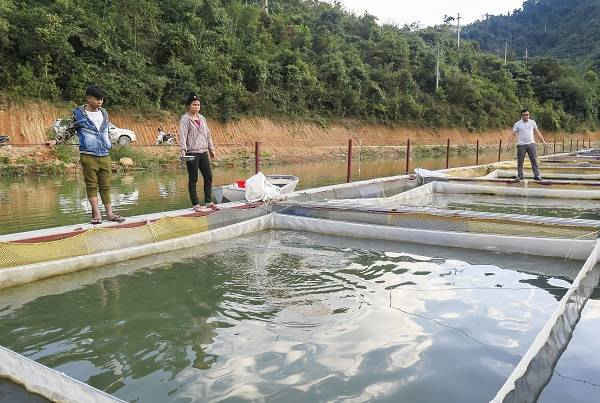 Điện Biên: Chuyển gấp các bè nuôi cá lồng sau sự cố vỡ bể chứa chất thải nhà máy sắn