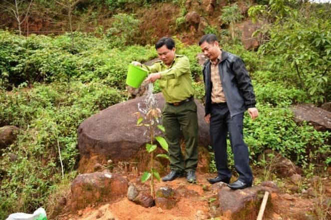 Hơn 1000 cây xanh sẽ được trồng mới tại bán đảo Sơn Trà