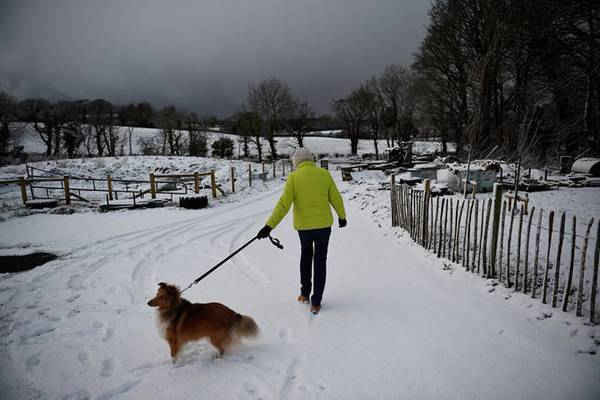 Margaret Kelsey dẫn con chó Sonny của cô đi dạo trong tuyết ở Hillsborough, Bắc Ireland. Hình ảnh: Clodagh Kilcoyne / Reuters