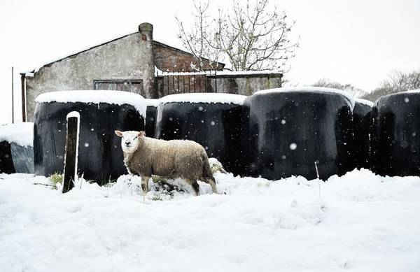 Một con cừu tìm kiếm cỏ để ăn dưới lớp tuyết dày trên núi Black Mountain ở Belfast. Hình ảnh: Charles McQuillan / Getty Images