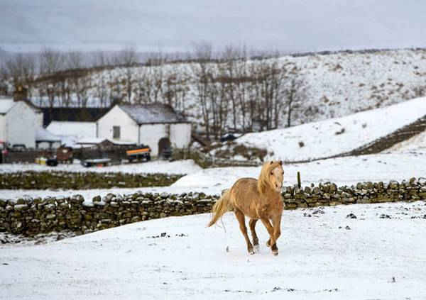 Con ngựa trong một cánh đồng tuyết ở Langdon Beck. Hình ảnh: Danny Lawson / PA