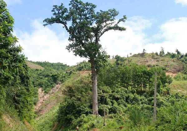 Cây Lim xanh nghìn năm tuổi duy nhất còn sót lại ở Thanh Hóa