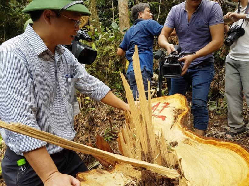 Lãnh đạo tỉnh Quảng Nam đi xuống hiện trường vụ phá rừng pơmu
