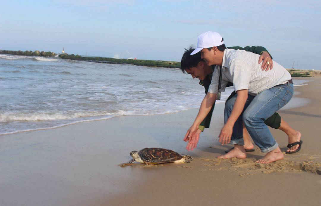 1-Thả cá thể rùa quý hiếm nặng 5,5kg về với biển