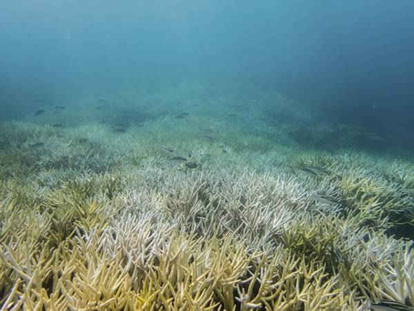 Rạn san hô bị tẩy trắng ở Guam ở Micronesia, Tây Thái Bình Dương. Ảnh: David Burdick / Noaa / AP