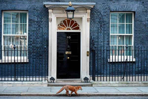 Một con cáo chạy qua cửa vào số 10 phố Downing ở trung tâm London, Anh quốc. Hình ảnh: Niklas Halle'N / AFP / Getty Images