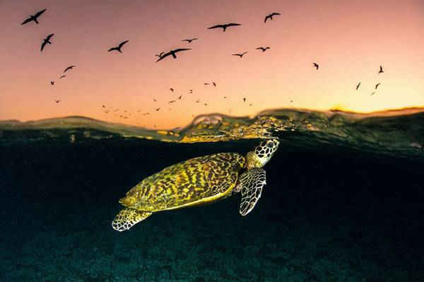 Rùa biển bơi dưới nước trong khi chim nhạn biển bay trên bầu trời lúc hoàng hôn gần rạn san hô Great Barrier, Australia. Hình ảnh: Jordan Robins / Australian Photography