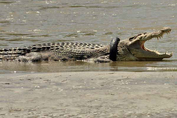 Cá sấu nước mặn bị lốp xe cuốn quanh cổ dưới sông Palu, Sulawesi, Indonesia. Hình ảnh: ARFA / AFP / Getty Images