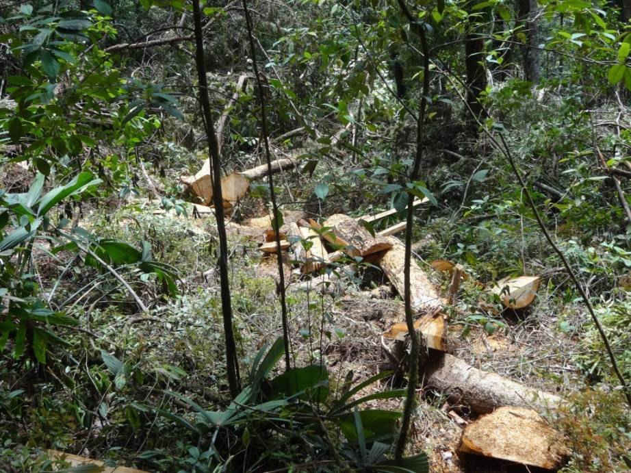 Khu vực nơi xảy ra vụ phá rừng pơ mu, huyện Nam Giang