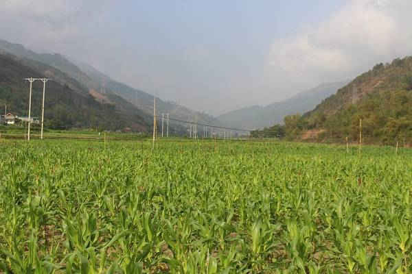 Màu xanh đã trở lại trên nhiều diện tích đất nông nghiệp ở Phù Yên.