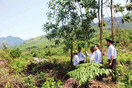 Tỉnh Quảng Ngãi đang tăng cường công tác đo đạc, thanh tra đất rừng