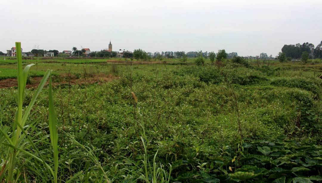 Xã Văn Thai (Hải Dương): Nhiều diện tích ruộng bị bỏ hoang sau dồn điền đổi thửa