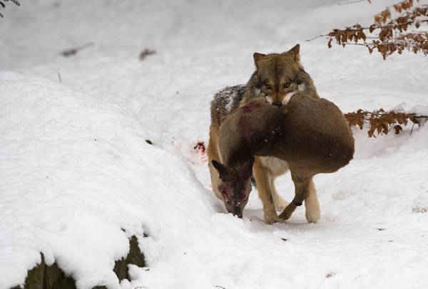 Một con sói ngoạm con mồi trong miệng ở Bavaria, Đức. Ảnh: Jegen / Mc Photo / Alamy