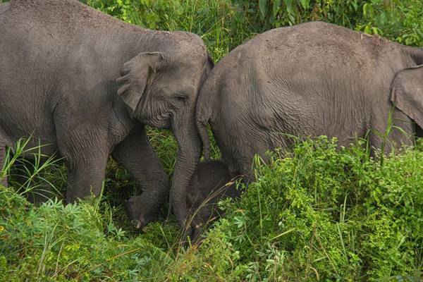 Những con voi Sumatra cùng với voi con mới sinh tại Khu bảo tồn Động vật Hoang dã Balai Raja ở Pekanbaru, Indonesia. Ảnh: Afrianto Silalahi / Barcroft Images