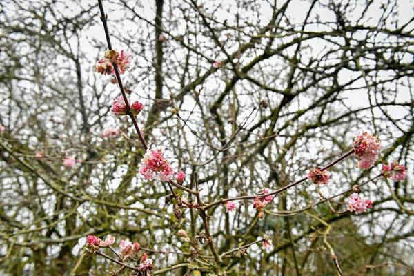 Hoa anh đào nở trong Vườn Bách thảo ở Bath, Anh. Ảnh: Ben Birchall / PA