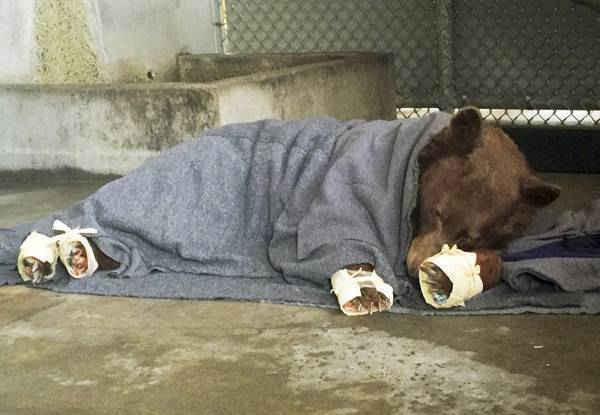 Một con gấu bị thương trong một vụ cháy rừng đang nằm nghỉ ngơi với đôi chân bị bỏng được băng trong da cá và điều trị tại Đại học California Davis, Mỹ. Ảnh: AP