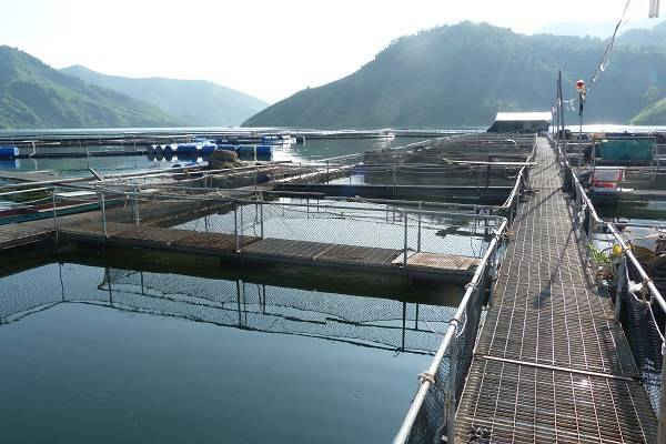 Sơn La chi hơn 700 triệu đồng triển khai quan trắc, cảnh báo môi trường thủy sản