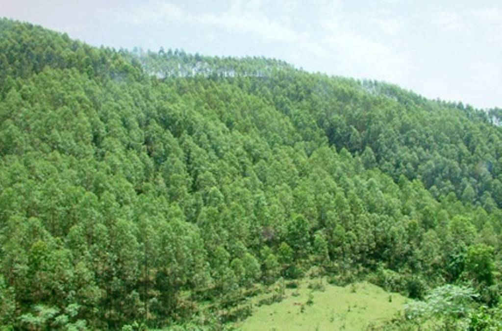 Quảng Ngãi đang tiến hành điều chỉnh bổ sung quy hoạch 3 loại rừng 