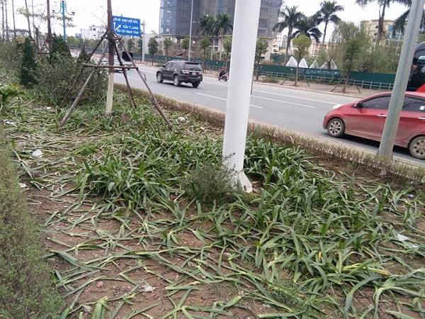 Hàng loạt cây xanh ở Hà Nội bị giẫm nát vì biển người cổ vũ U23 Việt Nam