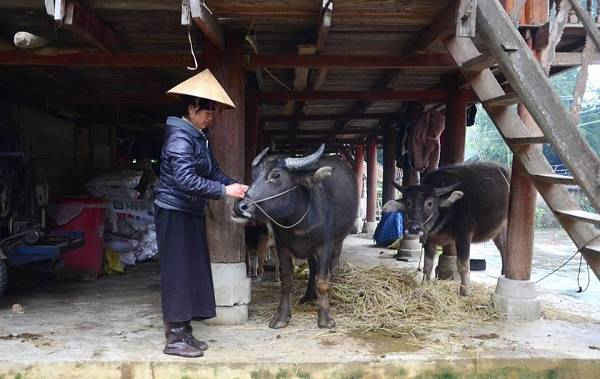 Người dân xã Nậm Tăm huyện Sìn hồ đưa trâu, bò về chăm sóc, đảm bảo nguồn thức ăn cho đàn gia súc trong đợt rét đậm, rét hại