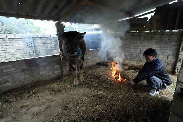 Người dân chủ động đốt lửa phòng chống rét cho gia súc 