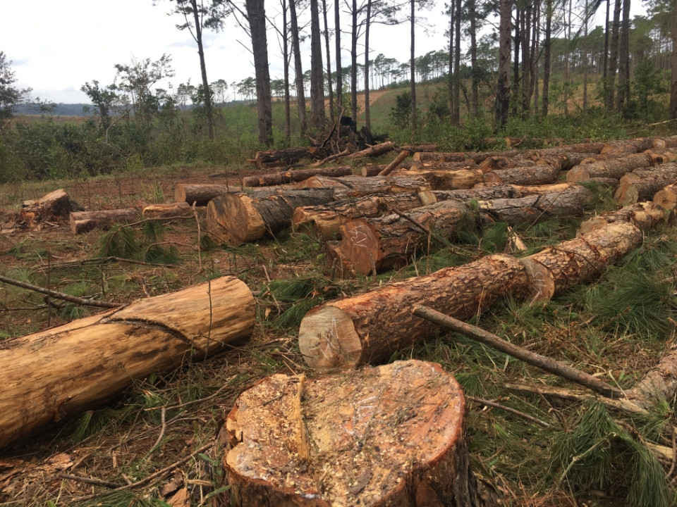 Đắk Nông: Lợi dụng chủ trương cắt dọn, phá hoại hơn 400 cây thông cổ thụ