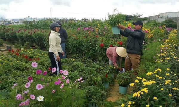 Dù chưa đến tết, đã có rất nhiều người đến mua, đặt hoa 