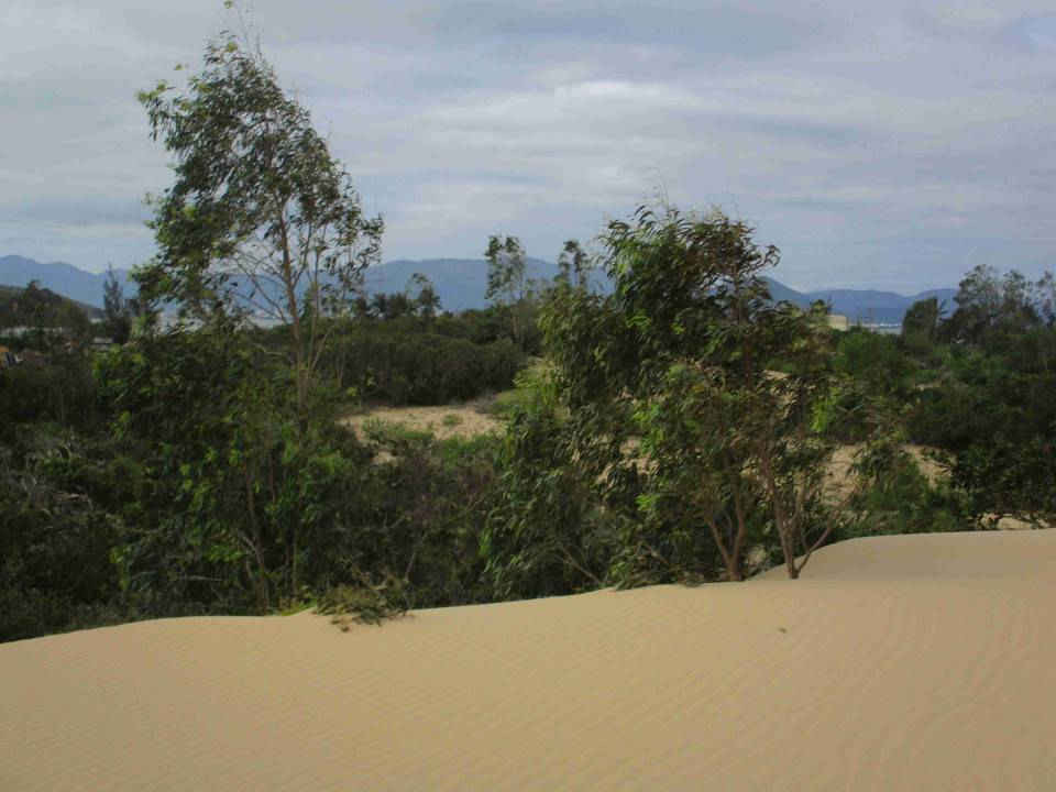 Khu vực đất rừng của ông Châu Văn Thơ bị cát xâm thực, phủ lấp do Công ty TNHH Khoáng sản Thành An khai thác titan