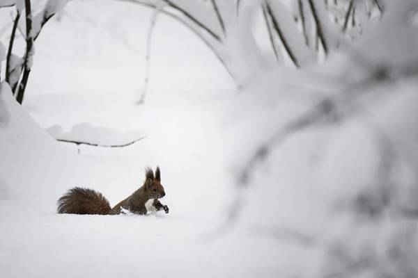 Con sóc trong một công viên đầy tuyết ở Moscow, Nga. Ảnh: Alexander Zemlianichenko / AP